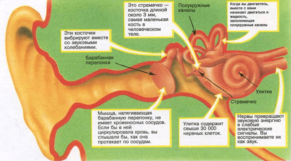 Строение среднего и внутреннего уха